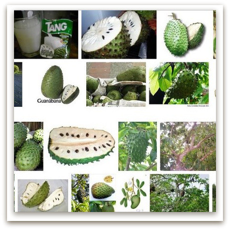 Guanabana nombre cientifico y uso medicinal