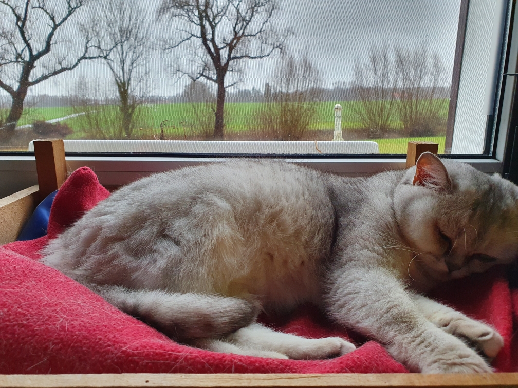 Ronja 