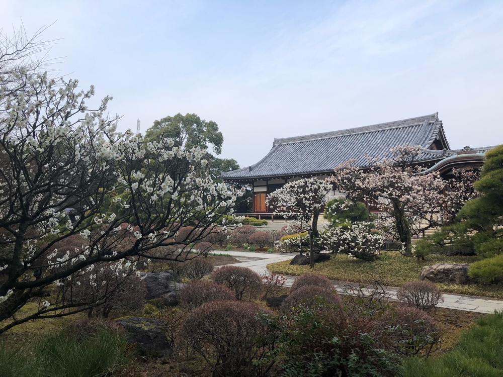 近くのお寺さんのお庭。あまりに綺麗だったので、ついカメラに収めてしまいました。