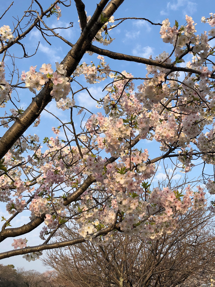 朝ラン中、博多の桜も綺麗でしたよぉ！