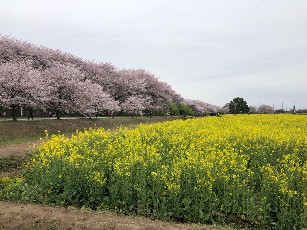 そして菜の花と桜。