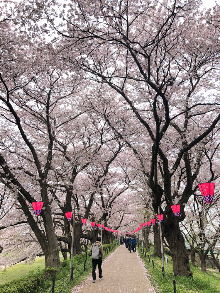 桜のトンネルです！！