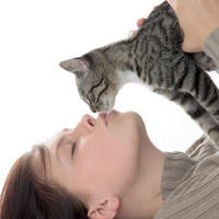 gato
