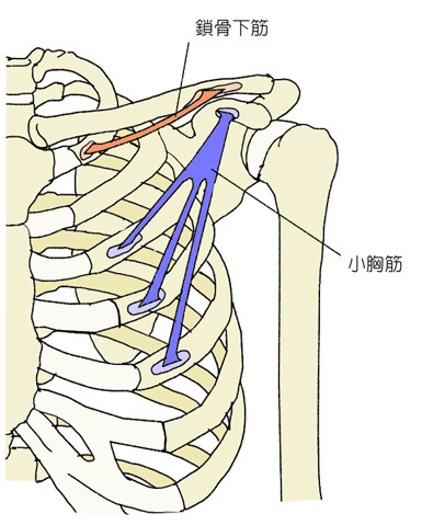 ãééª¨ä¸ç­ãå°è¸ç­ãã®ç»åæ¤ç´¢çµæ