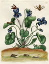 Veilchen, Kupferstich von Sybilla Merian