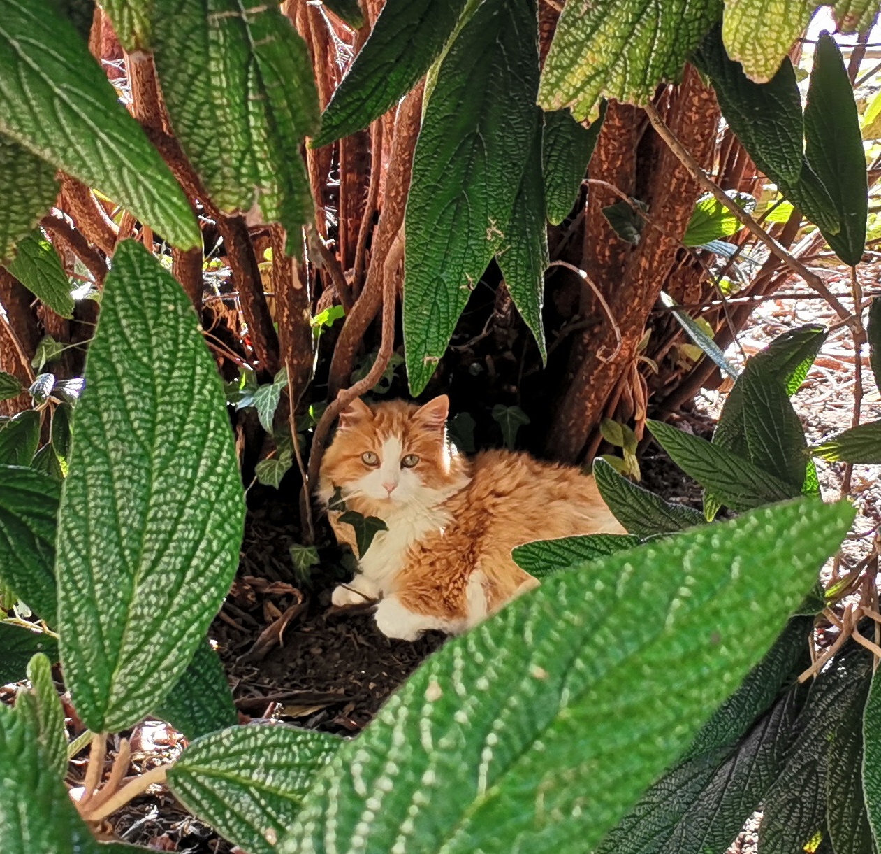 Bioresonanz für Tiere