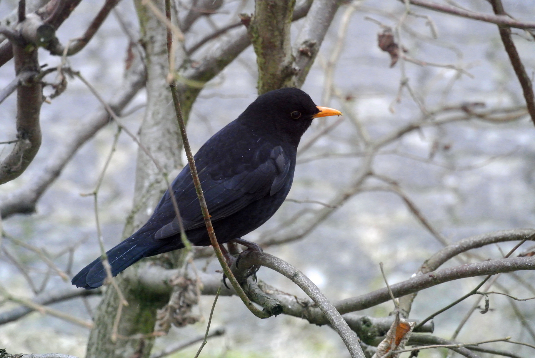 Amsel (m)