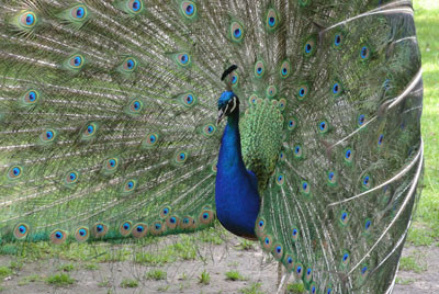 Blauer Pfau