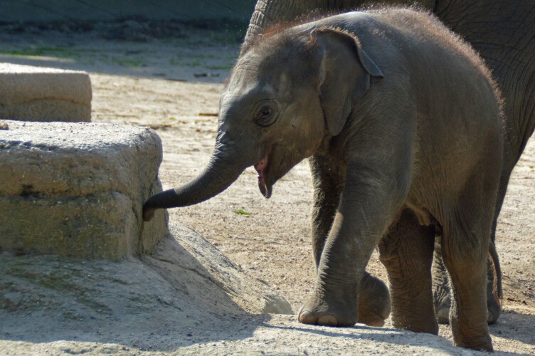 Asiatischer Elefant, geb. am 13.07.2015