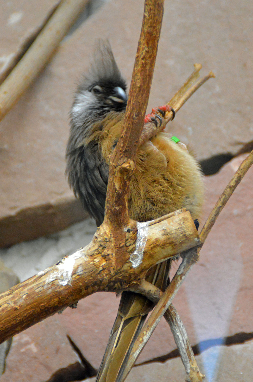 Weißohr-Mausvogel