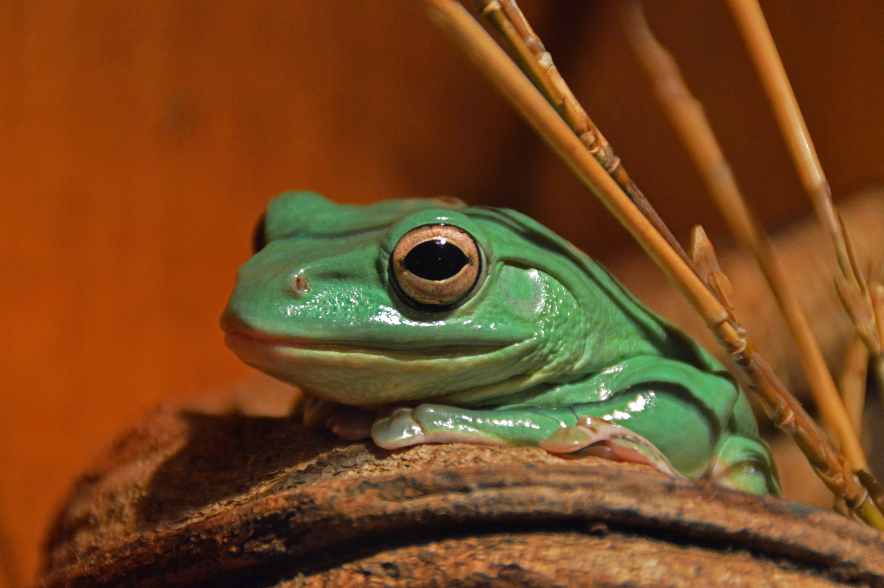 Chinesischer Flugfrosch