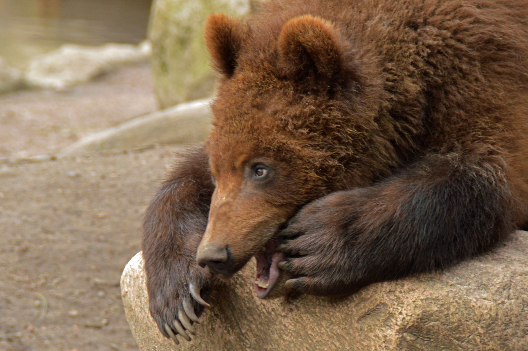 Kamtschatkabär