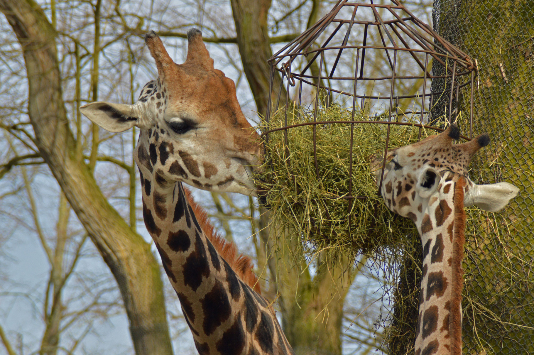 Rothschildgiraffen