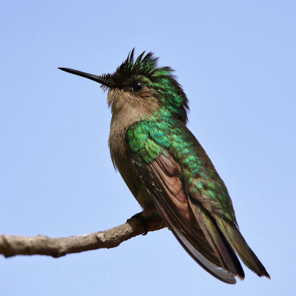 Colibri huppé (Orthorhyncus christatus)