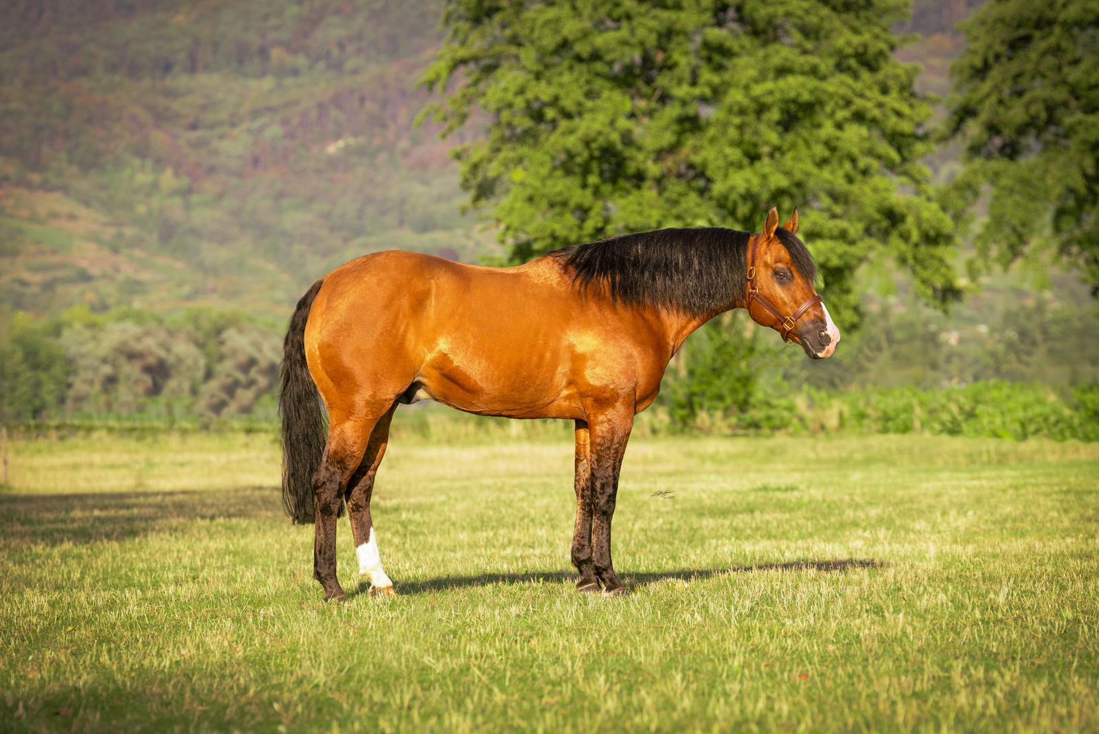 Walla Walla Dun It Frozen Partners serving Europe with frozen semen