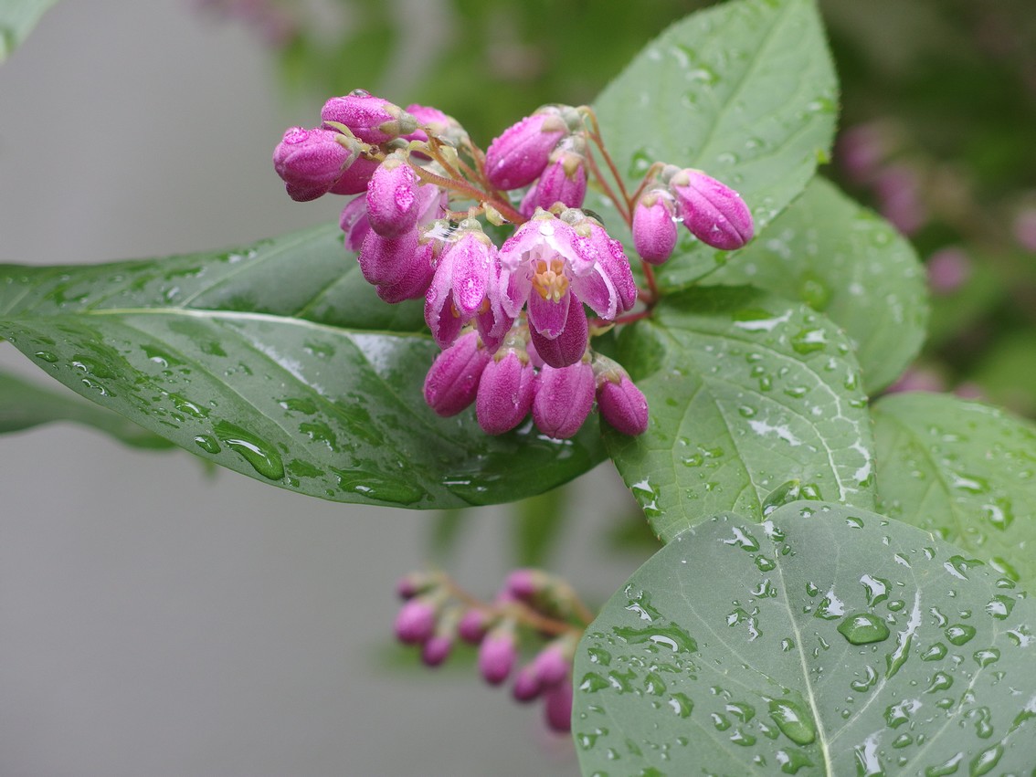 Deutzia Strawberry Fields