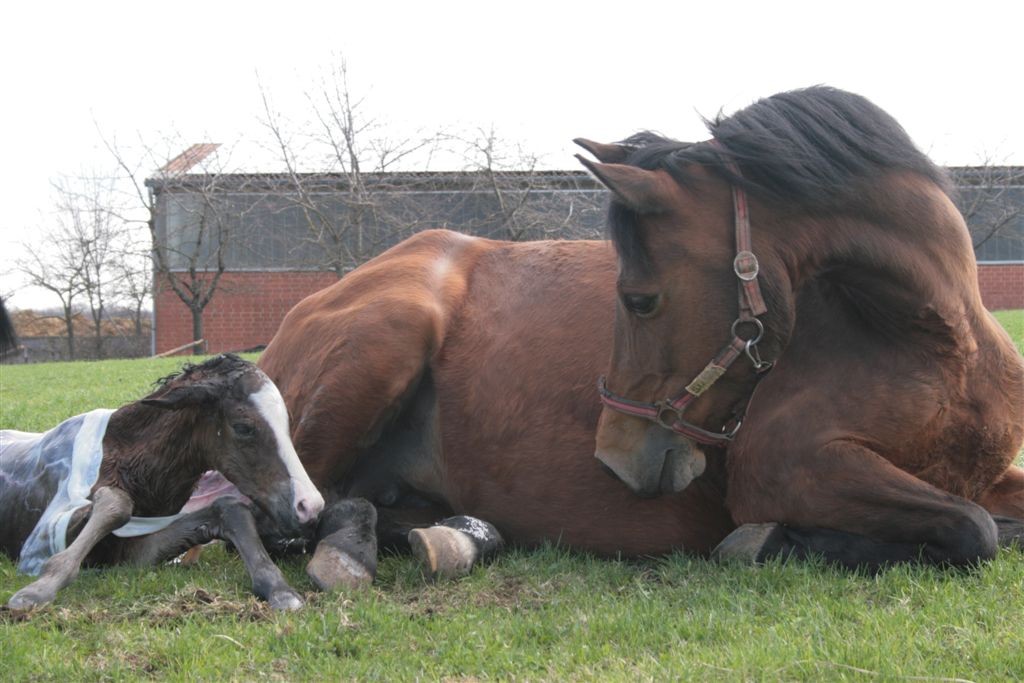 Susi und Kleine Liebe kurz nach der Geburt