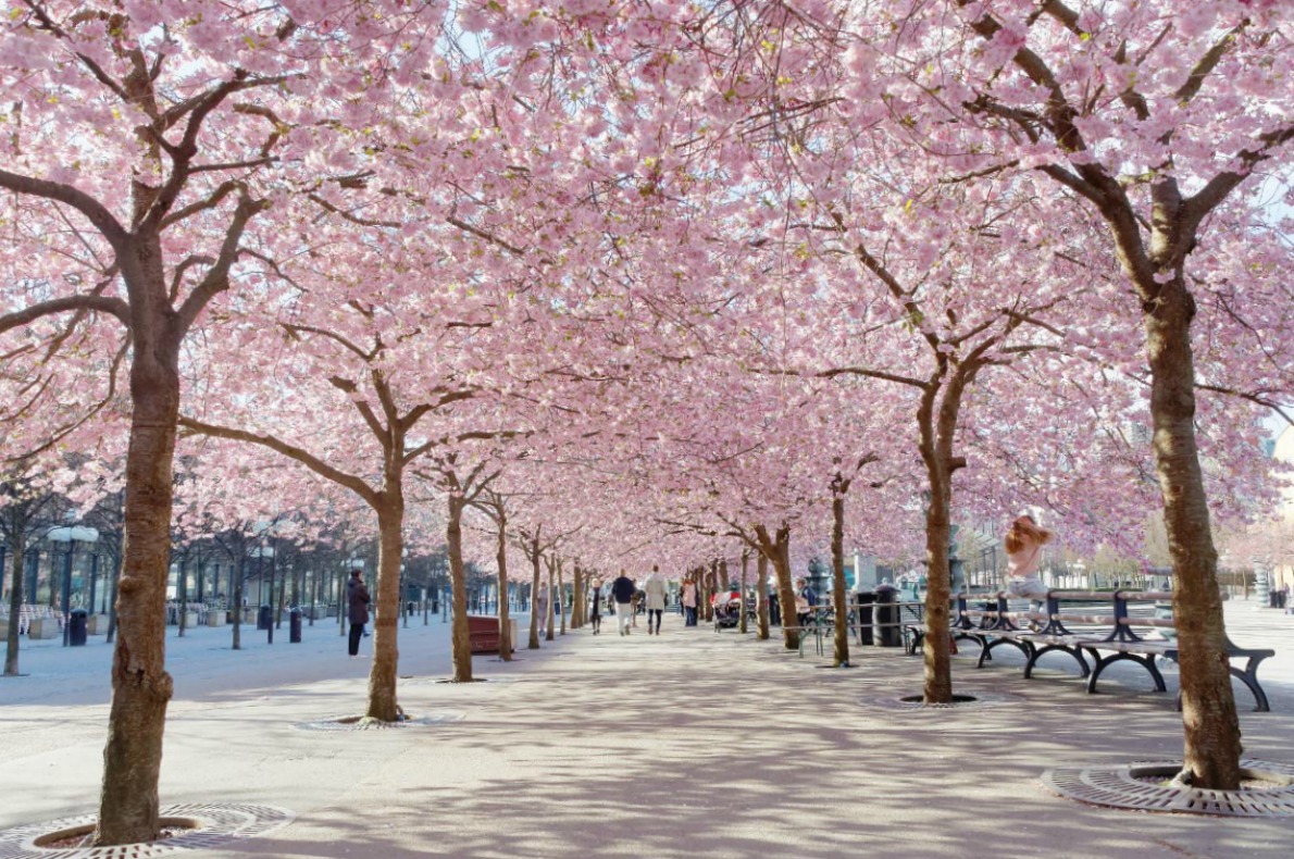 Cherry blossoms in Europe - STOCKHOLM, SWEDEN The public park Kungstradgarden with beautiful blooming cherry tree avenue and distant people Copyright   Hans Christiansson   - European Best Destinations