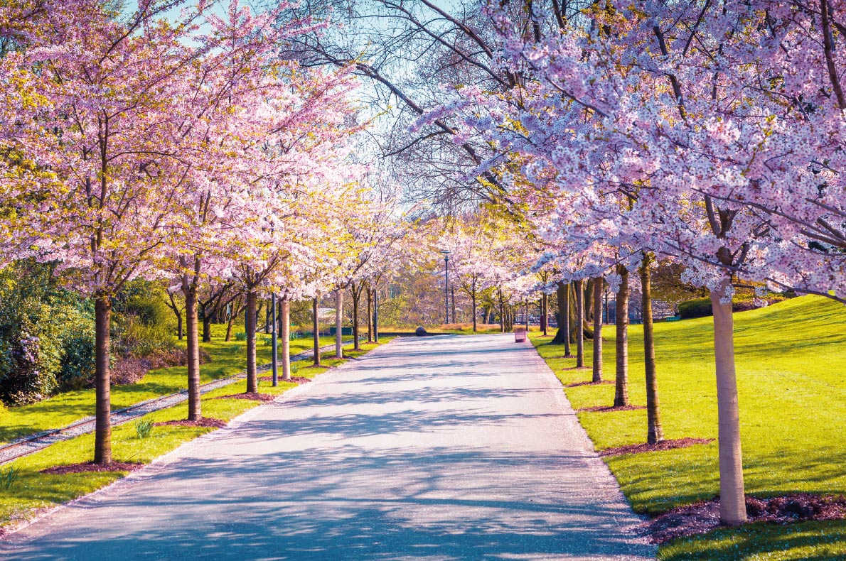 Cherry blossoms in Europe - Botanical Garden of Essen Copyright  Andrew Mayovskyy   - European Best Destinations