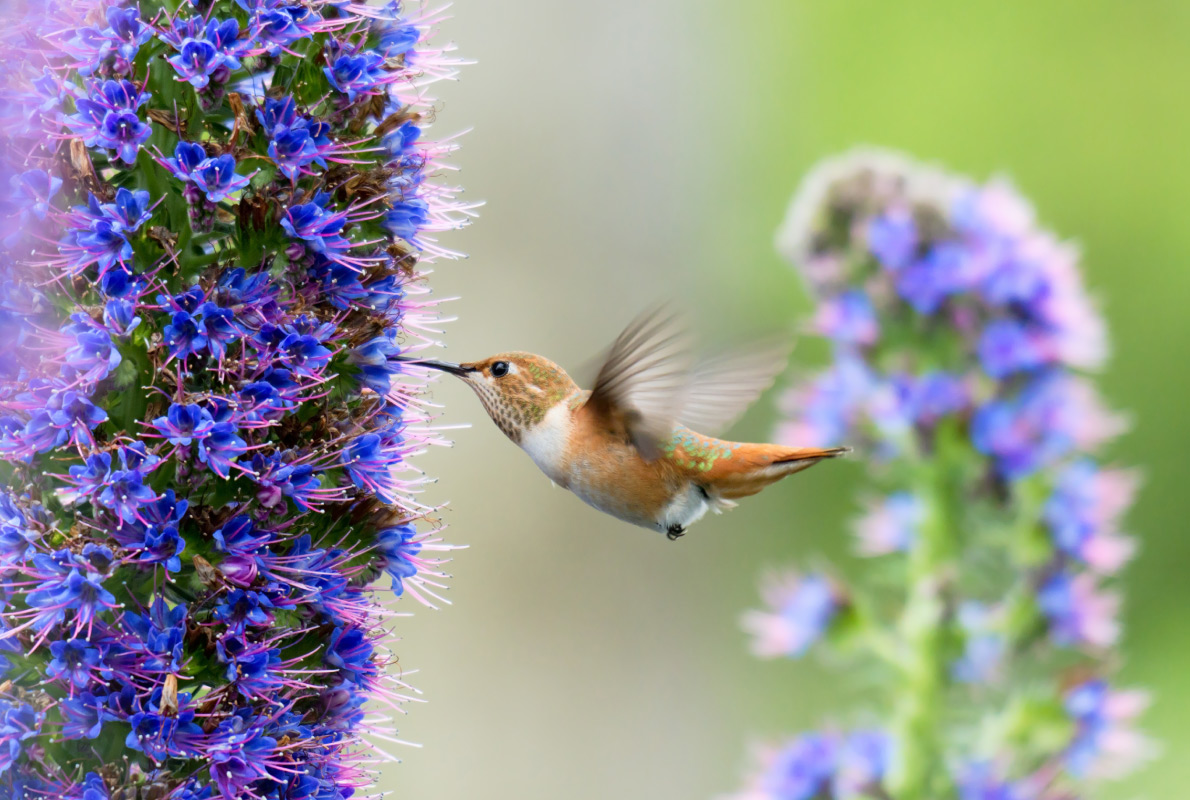 Madeira - Hummingbird - Best Bird Watching destinations in Europe - Copyright Lukasz Janyst - European Best Destinations - European Best Destinations