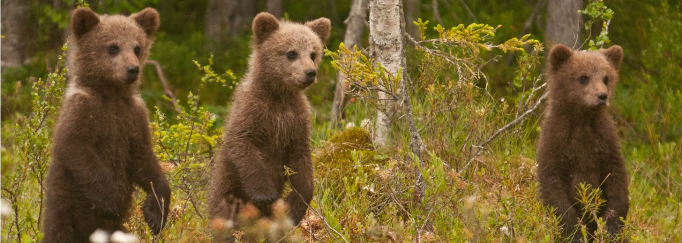 Î‘Ï€Î¿Ï„Î­Î»ÎµÏƒÎ¼Î± ÎµÎ¹ÎºÏŒÎ½Î±Ï‚ Î³Î¹Î± Finland to be the best destination in the world for wildlife travel