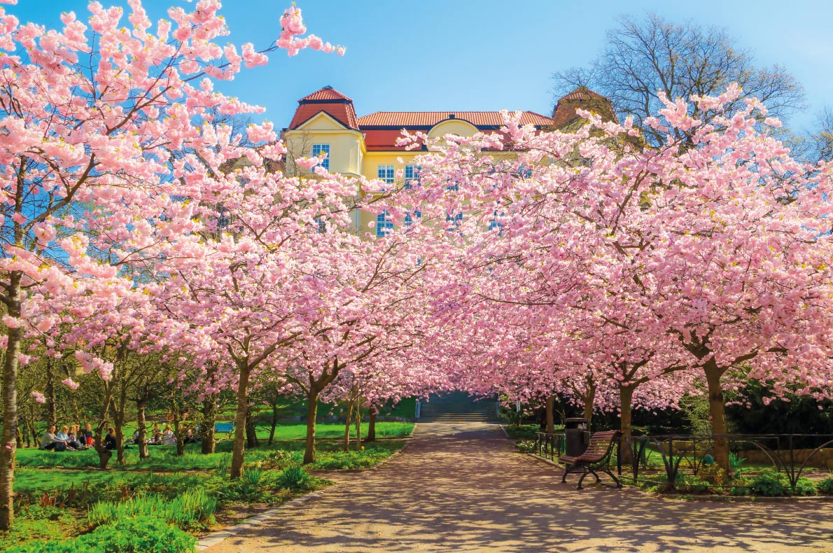 Cherry blossoms in Europe - Spring day in the park with the cherry trees in full bloom. Sunlight sprinkling the foliage and offers a singular play of light. Park in Goteborg Copyrigth Bjon Carlsson- European Best Destinations