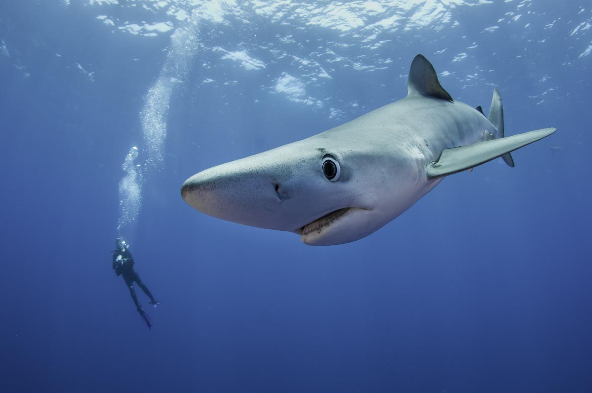 Best Sustainable destinations in Europe - Azores - Diving in Pico Island with sharks - copyright wildestanimal - European Best Destinations