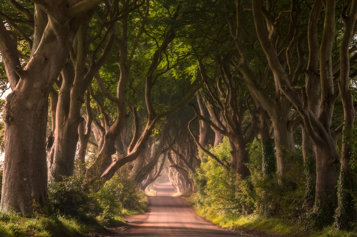 Best places to visit in Ireland - Dark Hedges - copyright Anna-Efremova - European Best Destinations