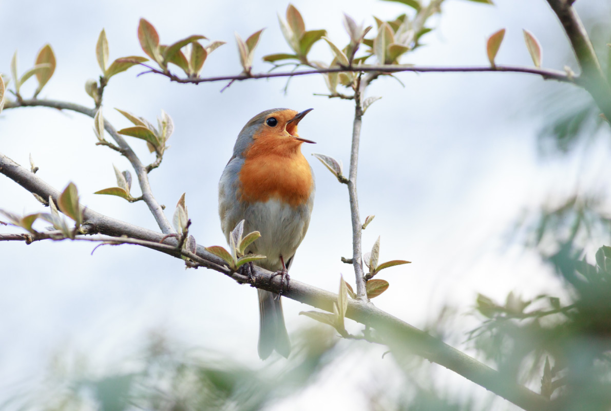 Lower Saxony - Best Bird Watching destinations in Europe - Copyright Vishnevskiy Vasily - European Best Destinations