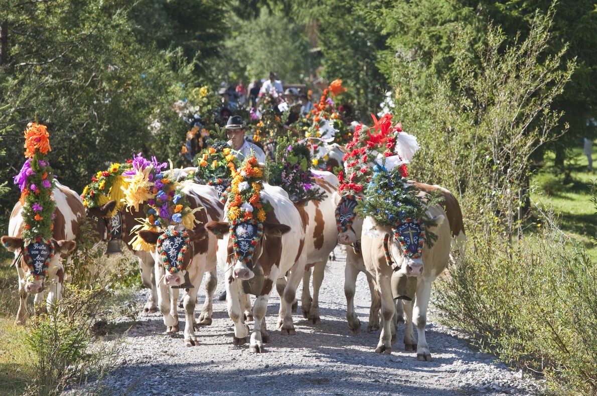 Cattle Drive in Tyrol - European Best Destinations