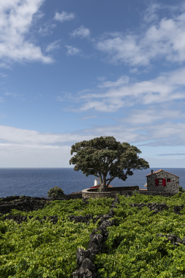 Azores - Copyright Martin Kaufmann