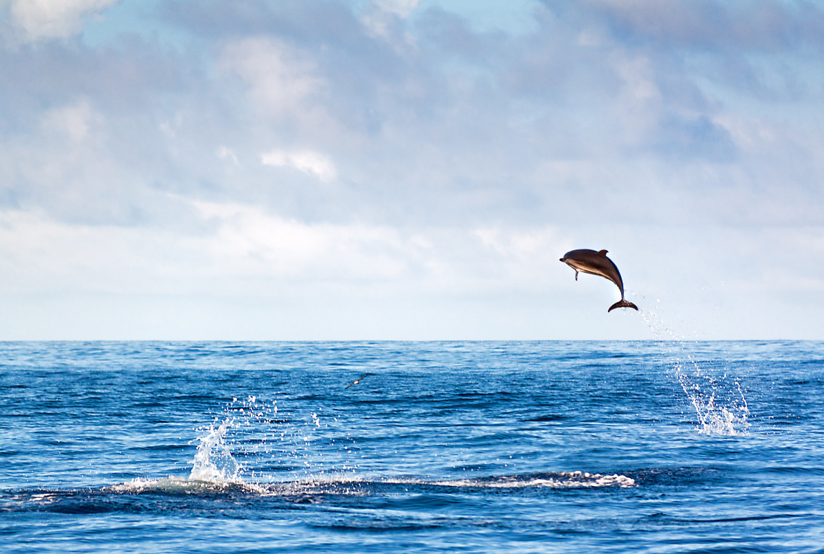 Madeira - Best dolphins and whales destinations in Europe - Copyright Dennis van de Water - European Best Destinations