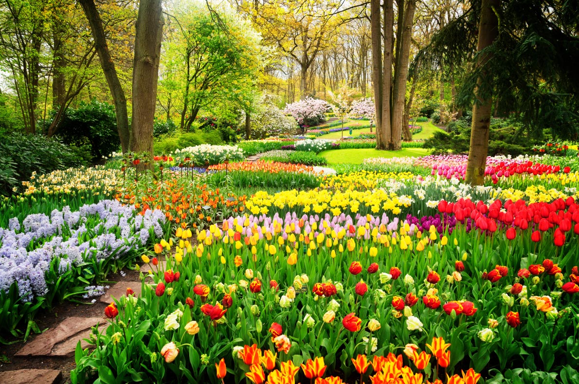 Best things to do in The Netherlands - Keukenhof Tulips Exhibition