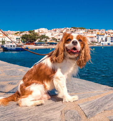 gay dog hentai escort bonifacio gay dog hentai escort bonifacio