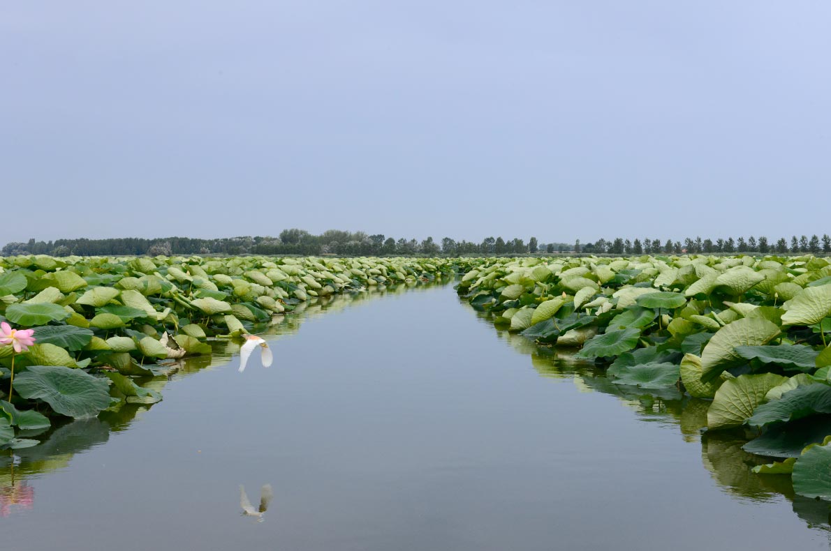 Best sustainable destinations for birdwatching in Europe - Copyright  Parco del Mincio - European Best Destinations