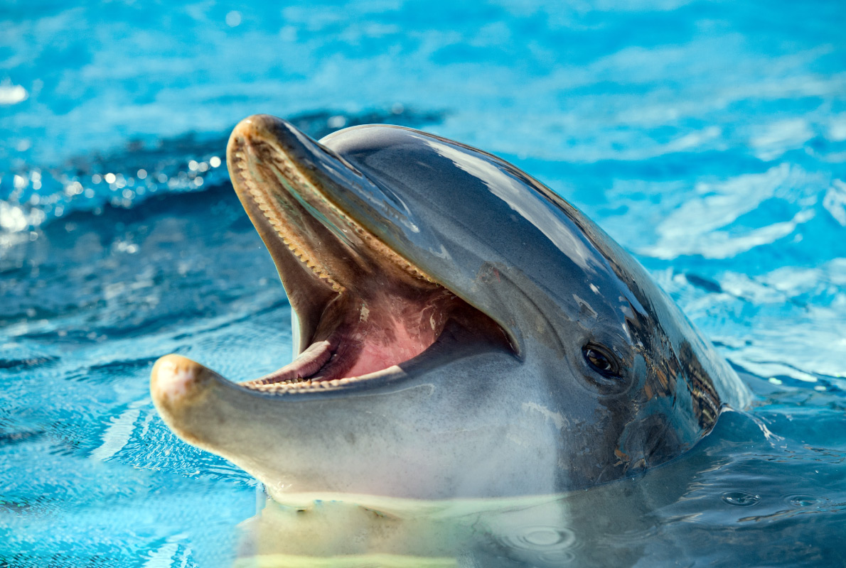 Tenerife - Best dolphins and whales destinations in Europe - Copyright Andrea Izzotti - European Best Destinations