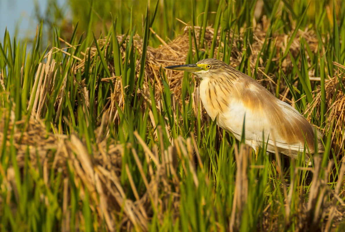 Elbro Delta - Best Bird Watching destinations in Europe - Copyright Neil Burton  - European Best Destinations