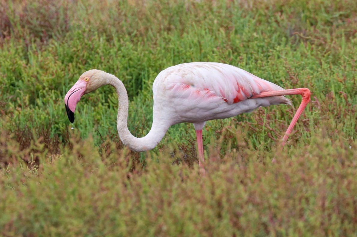 Best sustainable destinations for birdwatching in Europe - Copyright  Ebro Delta  - European Best Destinations