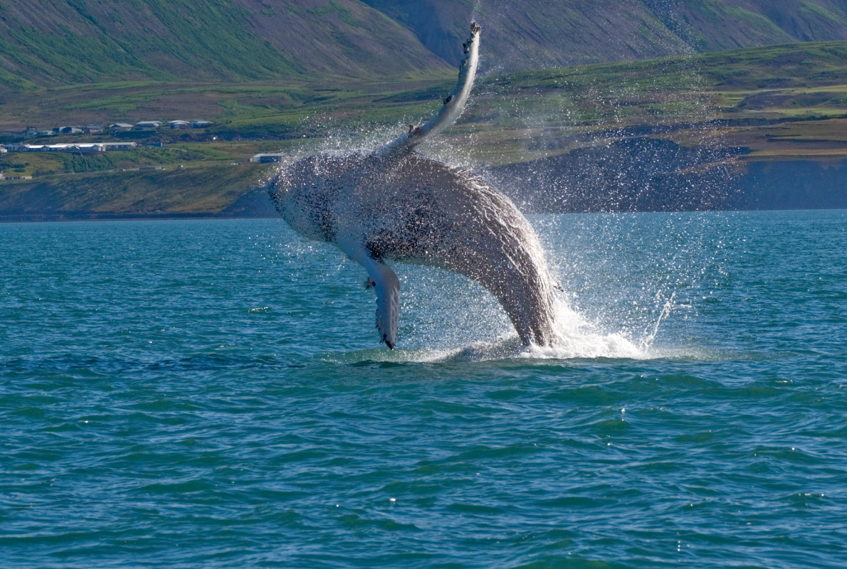 Iceland - Best dolphins and whales destinations in Europe - Copyright Tatonka - European Best Destinations