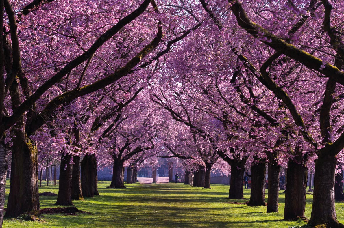 Cherry blossom tree in Europe - Almond blossom in the garden of the castle Schwetzingen in Germany copyright Midgarson - European Best Destinations