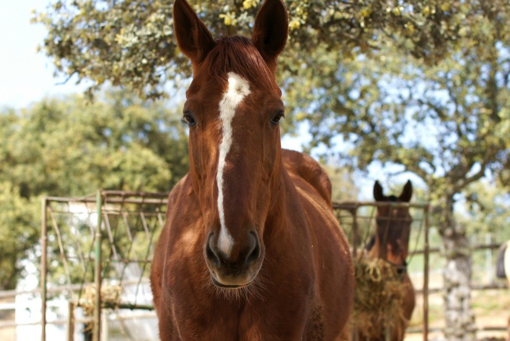 Cordoba top things to do - Horses - Copyright  Gordon Dionne