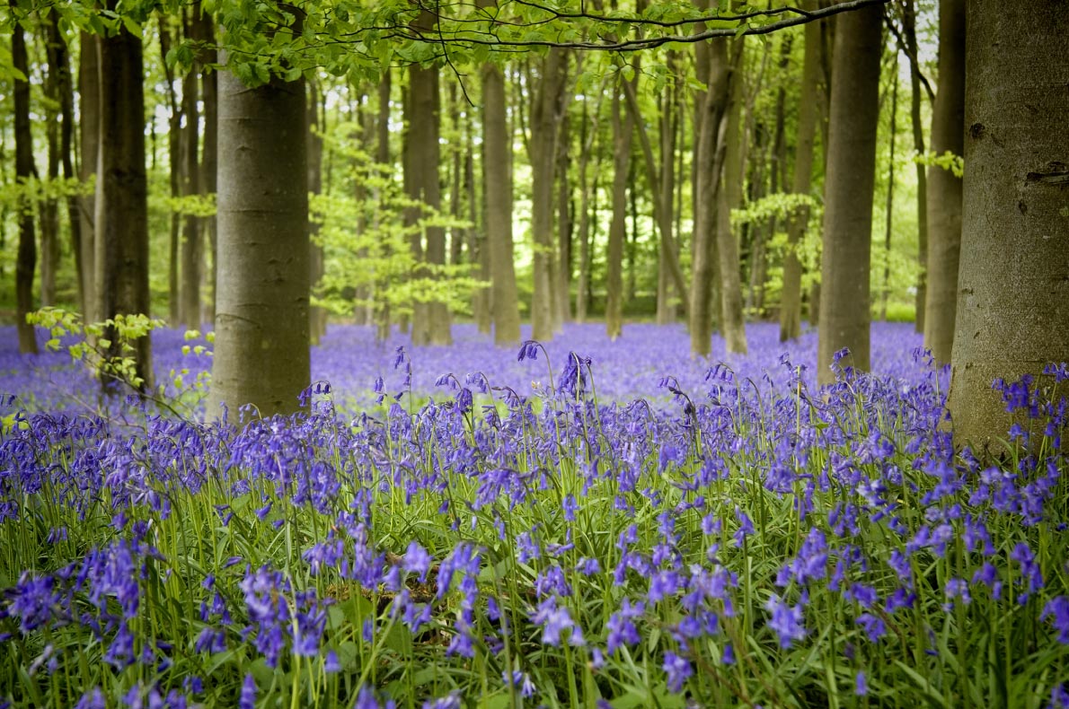 Best natural wonders in England - Bluebells hampshire woods 