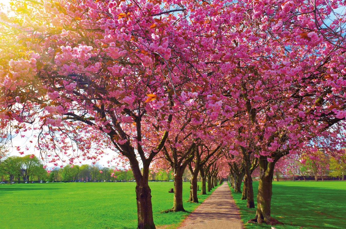 Cherry Blossoms in Europe - Walk path surrounded with blossoming plum trees at Meadows park, Edinburgh. Colorful spring landscape Copyright SergeBertasiusPhotography- European Best Destinations