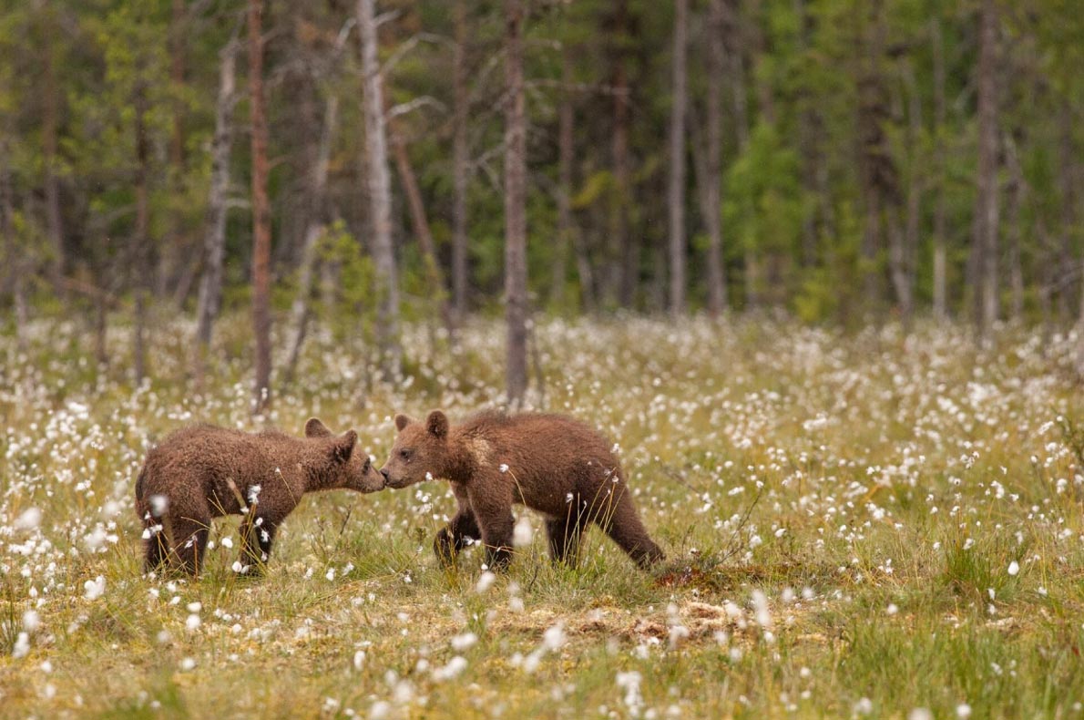 Best romantic sustainable destinations in Europe - Copyright Wild Taiga - European Best Destinations