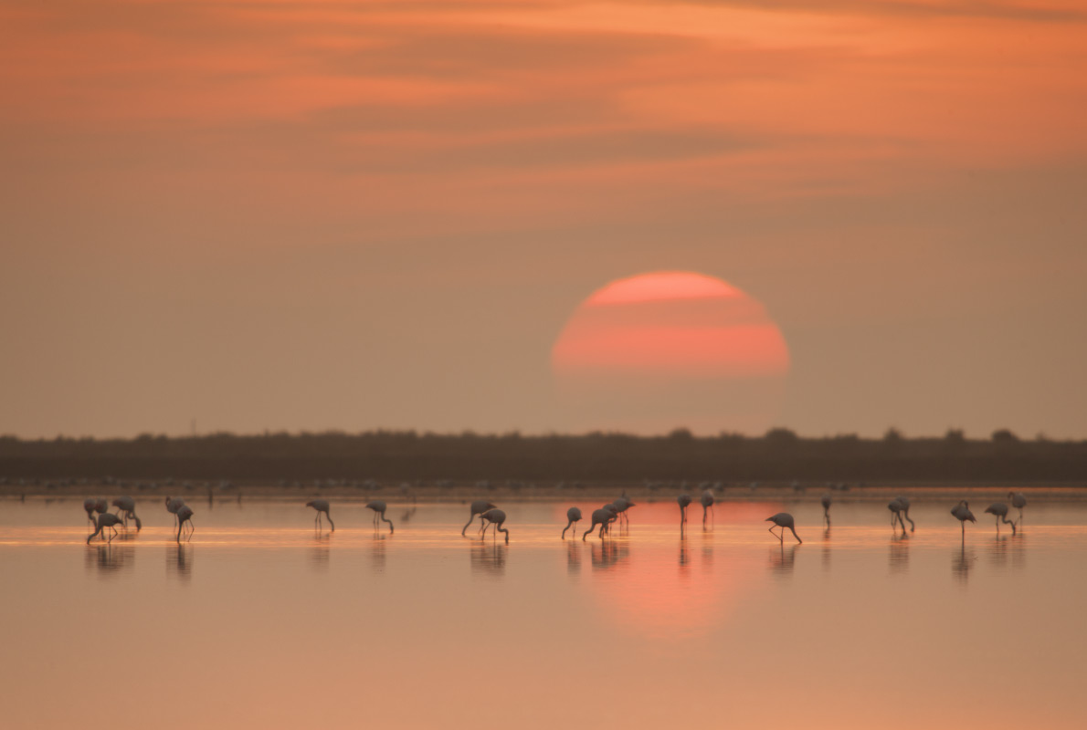 Camargues - Best Bird Watching destinations in Europe - Copyright La Nau de Fotografia - European Best Destinations