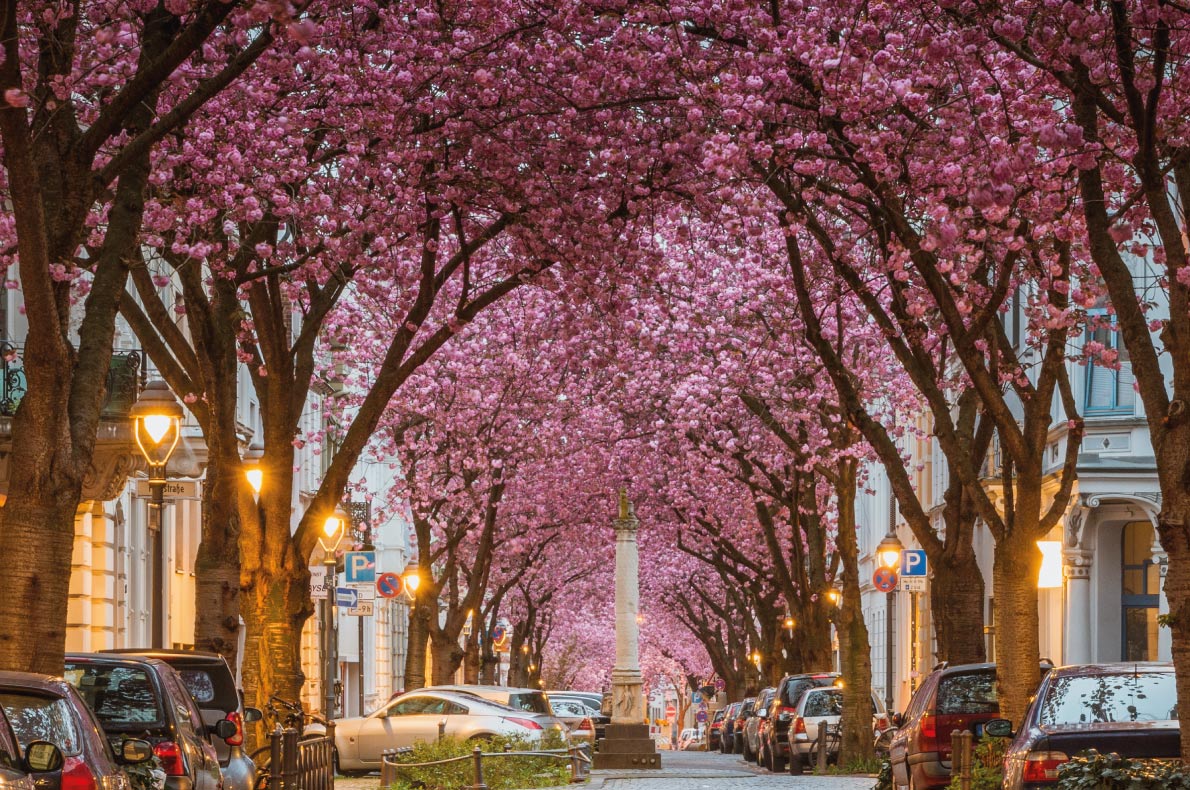 Best destinations to enjoy Cherry Blossoms in Europe - Cherry trees street in Bonn Copyright HeadSpinPhoto - European Best Destinations