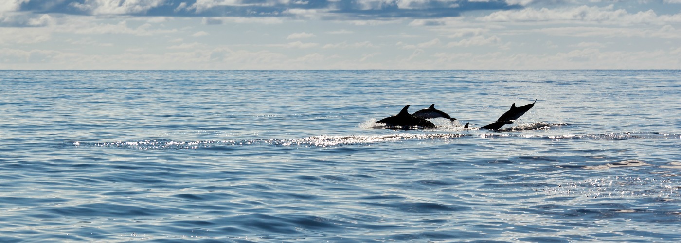 Best Dolphins And Whales Destinations In Europe Europe S