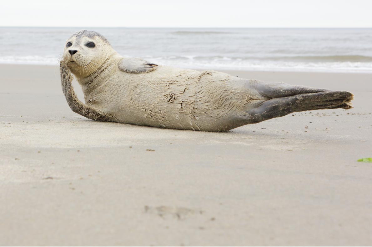 Best beaches in The Netherlands - Ameland beach - copyright emka74 - European Best Destinations