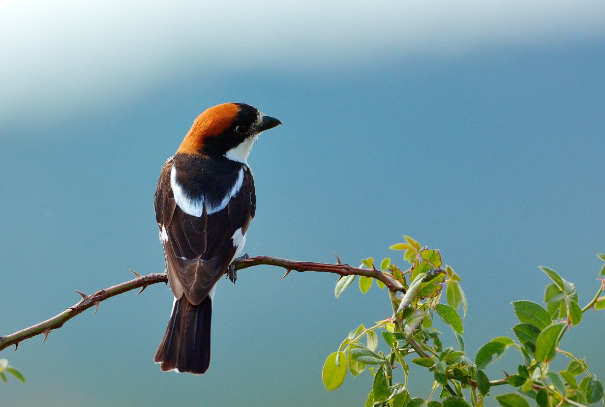 Zadar Region - Best Bird Watching destinations in Europe - Copyright aabeele  - European Best Destinations 