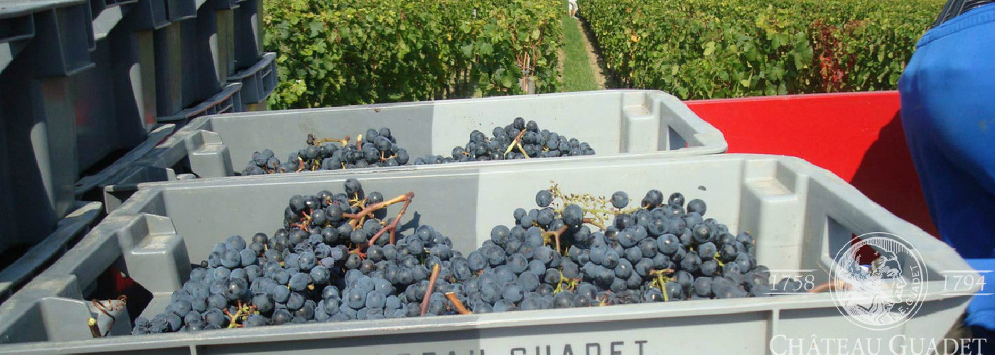 Château Guadet Saint-Emilion